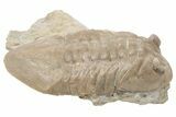 D Asaphus Plautini Trilobite Fossil - Russia #200409-1